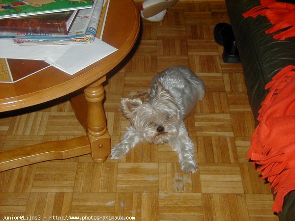 Photo de Yorkshire terrier