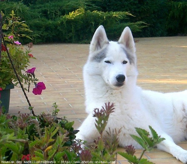 Photo de Husky siberien