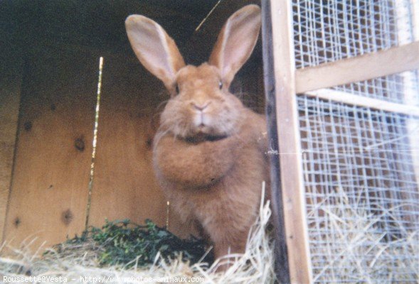 Photo de Lapin