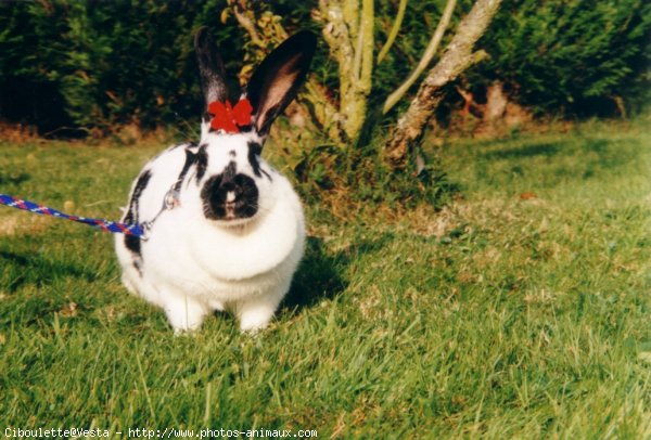 Photo de Lapin