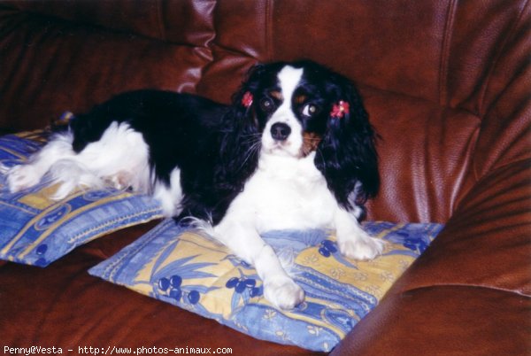 Photo de Cavalier king charles spaniel