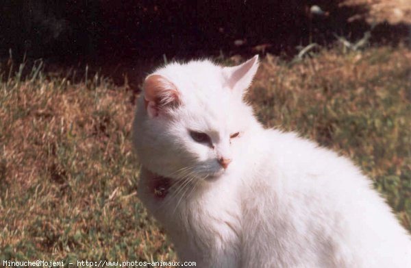 Photo de Chat domestique