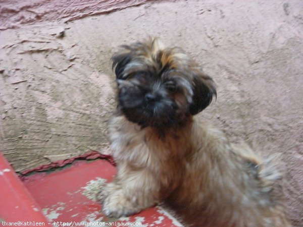 Photo de Shih tzu