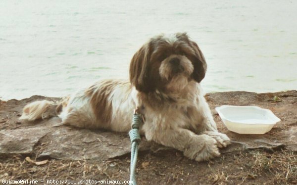 Photo de Shih tzu