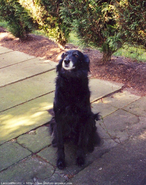 Photo de Berger belge groenendael