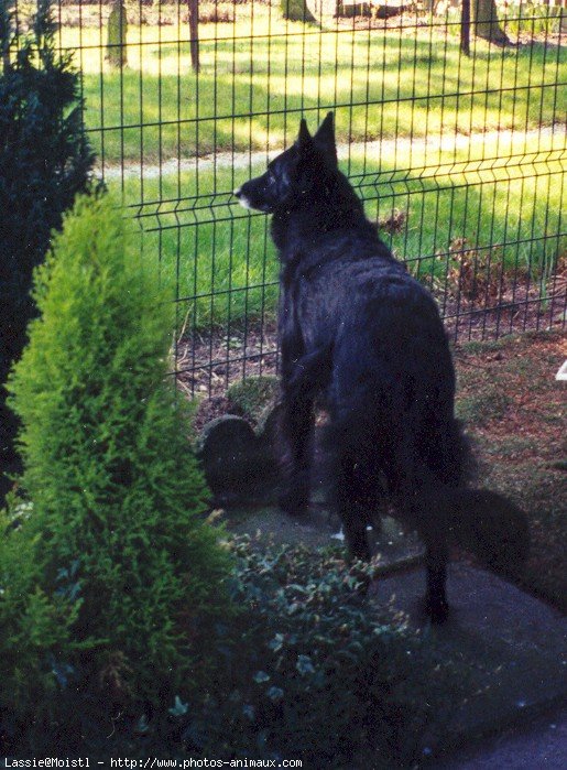 Photo de Berger belge groenendael