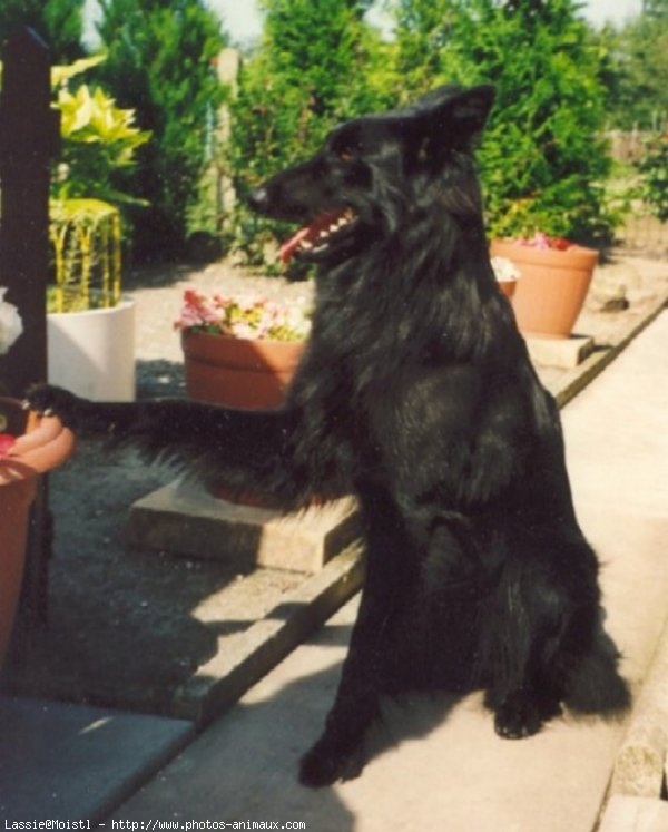 Photo de Berger belge groenendael