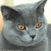 Photo de Chartreux