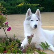 Photo de Husky siberien