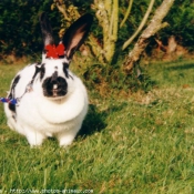 Photo de Lapin