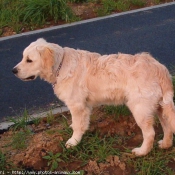 Photo de Golden retriever