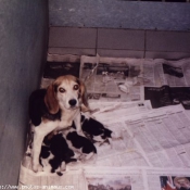 Photo de Beagle