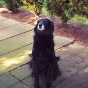 Photo de Berger belge groenendael