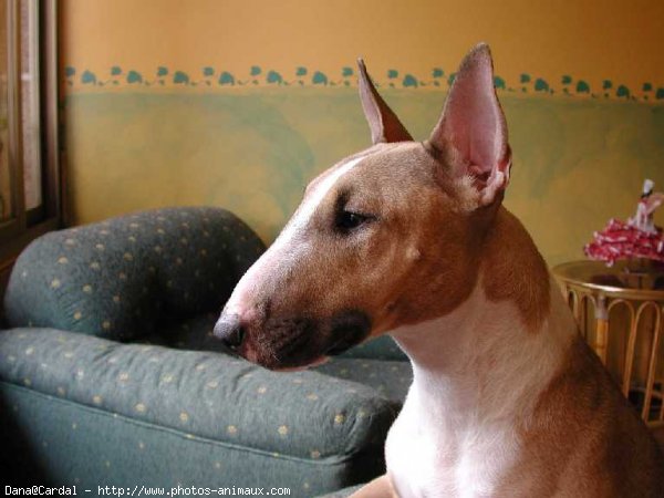 Photo de Bull terrier miniature