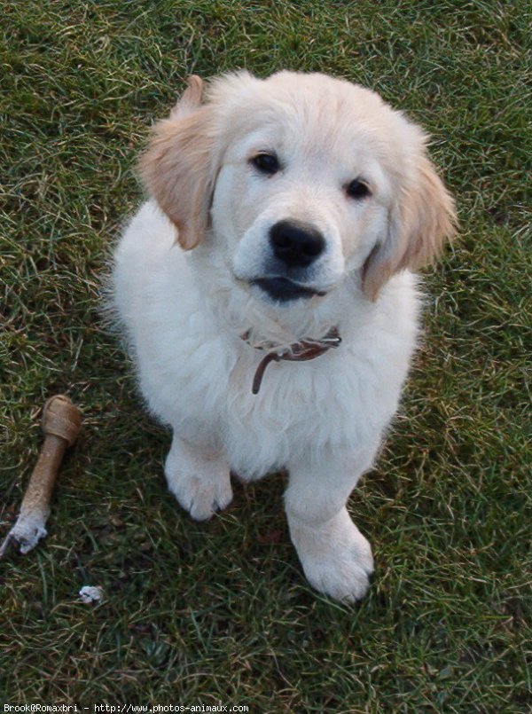 Photo de Golden retriever