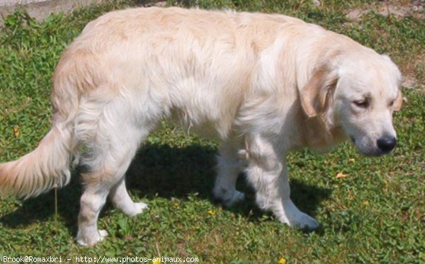 Photo de Golden retriever