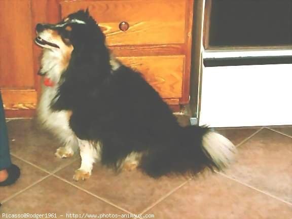 Photo de Chien de berger des shetland