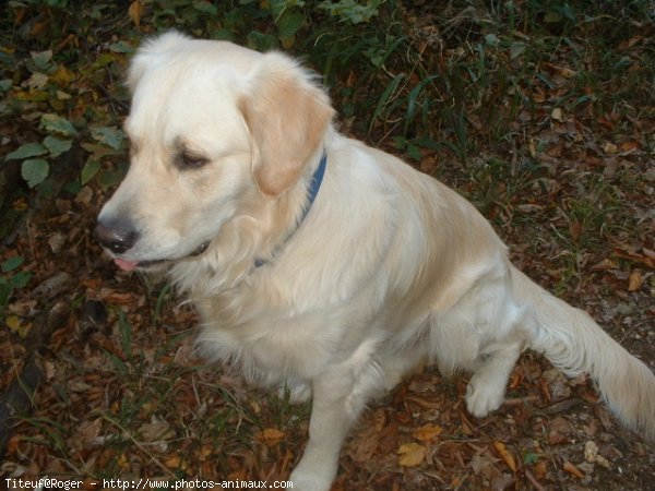 Photo de Golden retriever