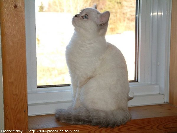 Photo d'Exotic shorthair