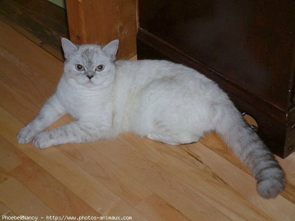 Photo d'Exotic shorthair