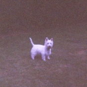 Photo de West highland white terrier