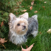 Photo de Yorkshire terrier