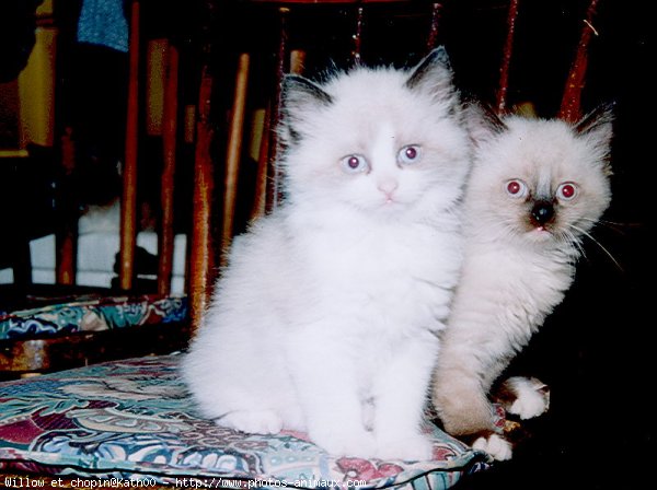 Photo de Ragdoll