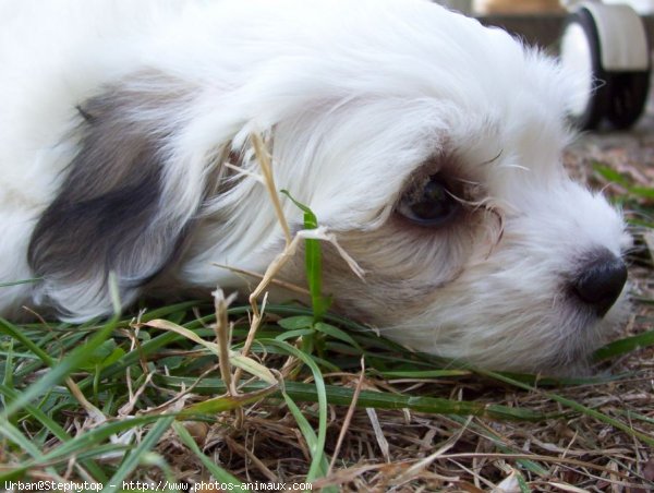 Photo de Coton de tulear