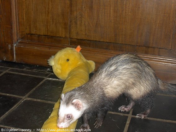 Photo de Furet