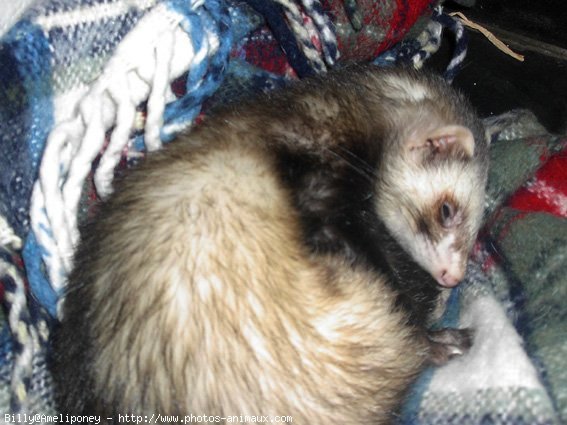 Photo de Furet