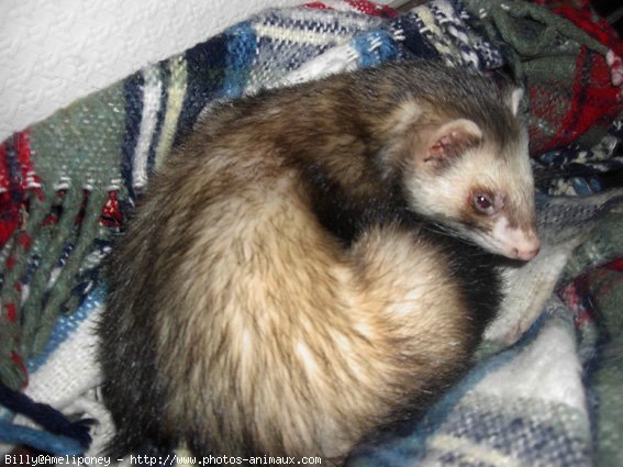 Photo de Furet