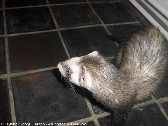 Photo de Furet