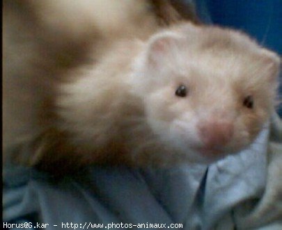 Photo de Furet