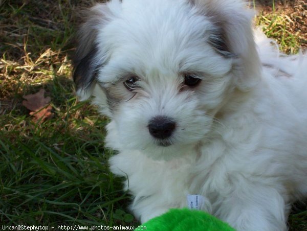 Photo de Coton de tulear