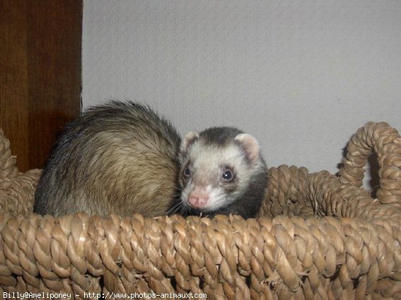 Photo de Furet