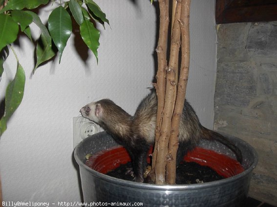 Photo de Furet