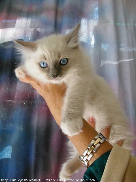 Photo de Ragdoll