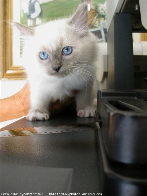 Photo de Ragdoll