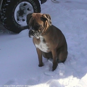 Photo de Boxer