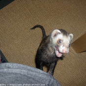 Photo de Furet