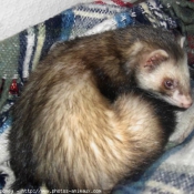 Photo de Furet