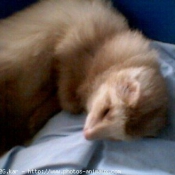 Photo de Furet