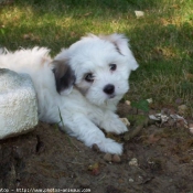 Photo de Coton de tulear