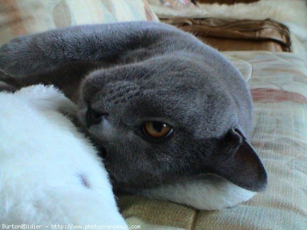 Photo de Chartreux