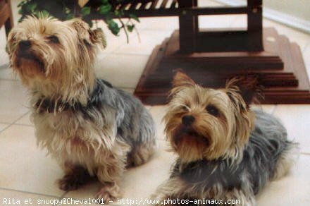 Photo de Yorkshire terrier