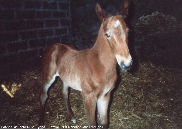 Photo de Trotteur franais