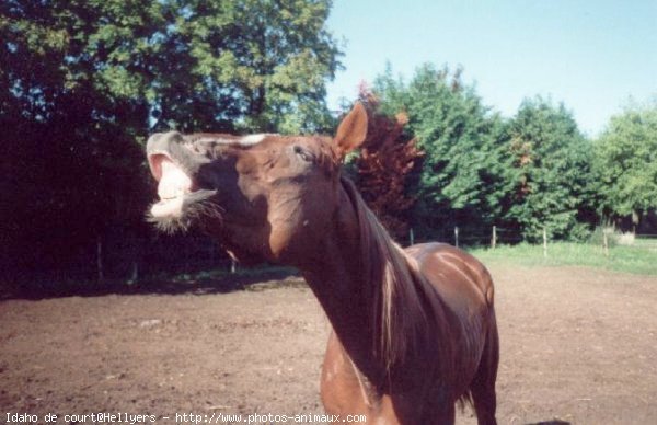 Photo de Trotteur franais