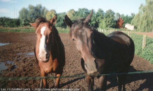 Photo de Trotteur franais