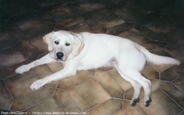 Photo de Labrador retriever