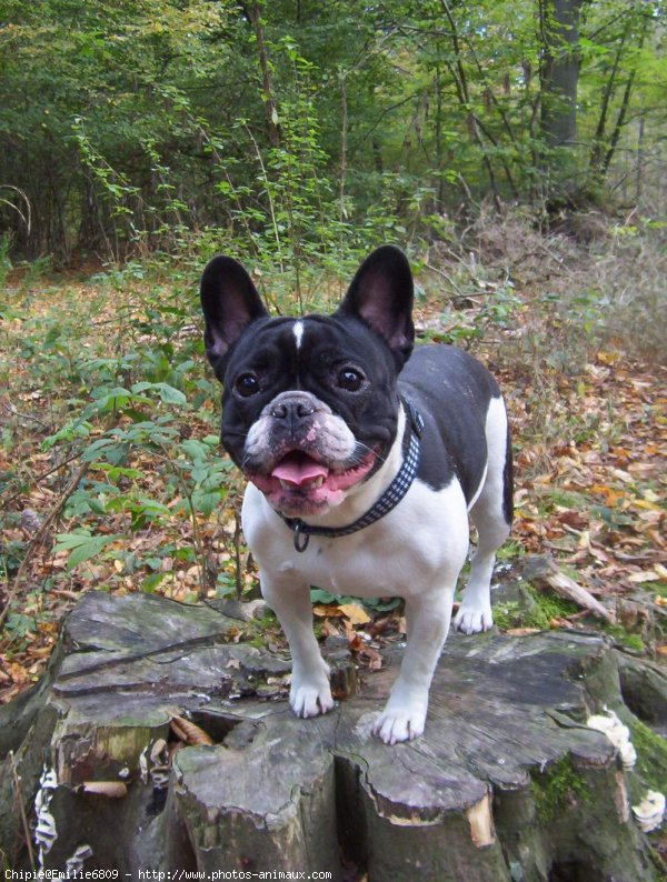 Photo de Bouledogue franais